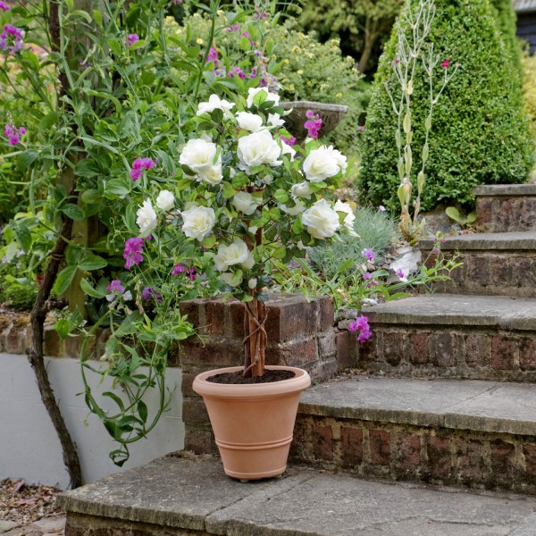 Artificial White Rose Tree 60 Flowers 90cm/3ft - GB1404