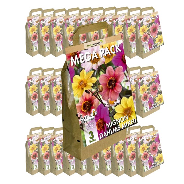 30 Packs Big Buy Mega Summer Pack Mignon Dahlias Unwin Mixed (3 Bulbs)