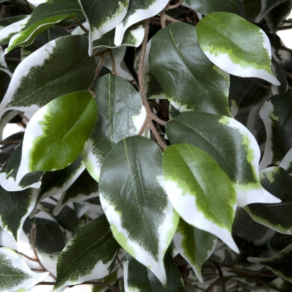 Artificial Variegated Ficus Tree 180cm/6ft - GB1272