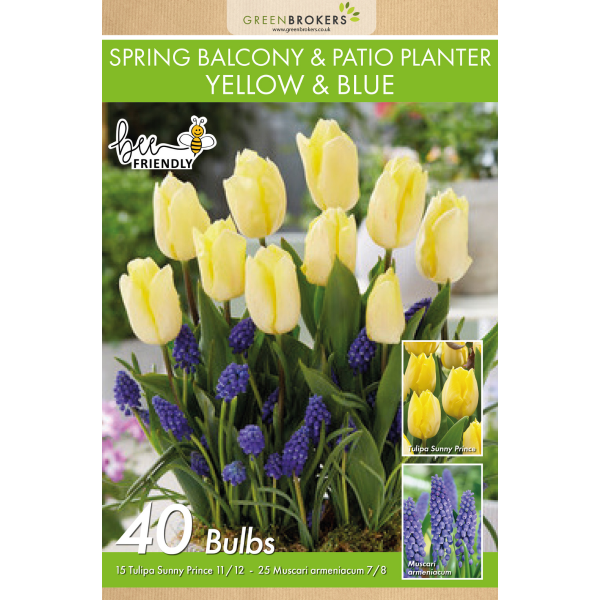 GreenBrokers Balcony and Patio Planter Bulb Mix – 40 Yellow & Blue Bulbs B1316
