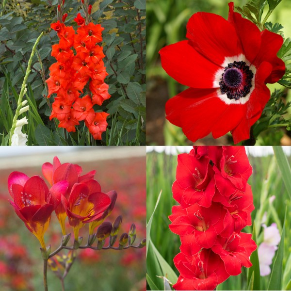 Red Colour Collection Summer Flowering Bulbs (50 Bulbs)