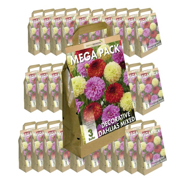 30 Packs Big Buy Mega Pack Dahlia Decorative Summer Flowering Bulbs Mixed Colours (3 Bulbs) 