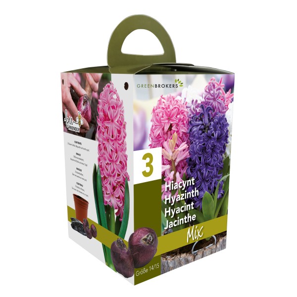 Hyacinth Mix Gift Box (3 Bulbs) Bee Friendly