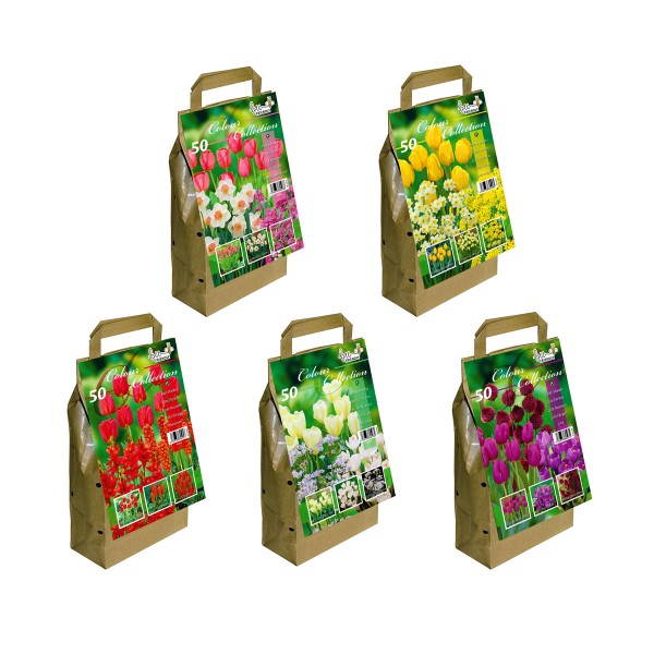 Colour Collection Spring Flowering bulbs Lilac (25 Bulbs) Bee Friendly