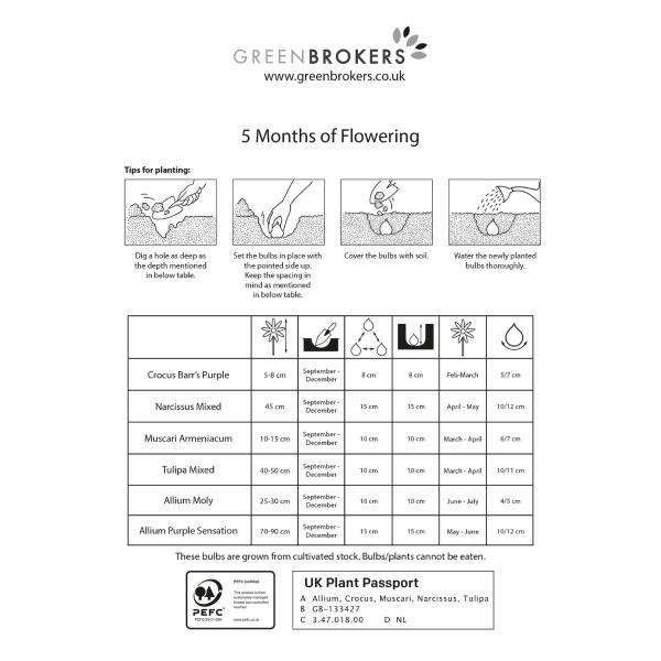 GreenBrokers 5 Month Flowering Bulb Mix – 120 Dutch Bulbs for Spring Gift Bag B1123