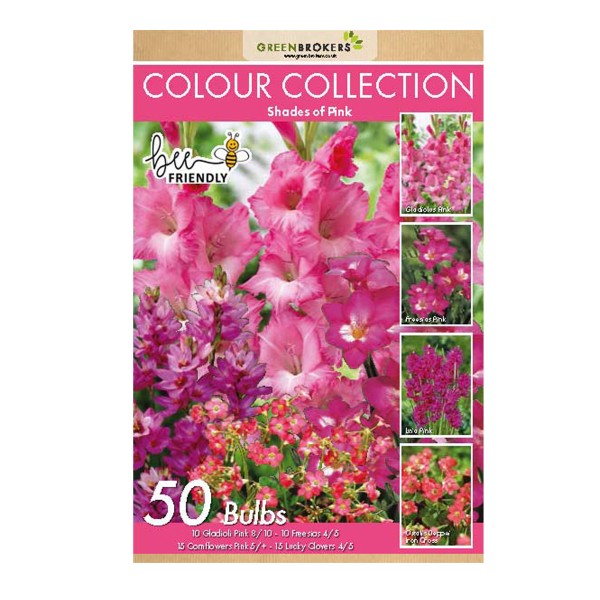 Pink Colour Collection Summer Flowering Bulbs (50 Bulbs)