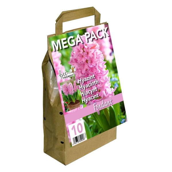 Hyacinth Mega Bag Fondant (10 bulbs) Bee Friendly