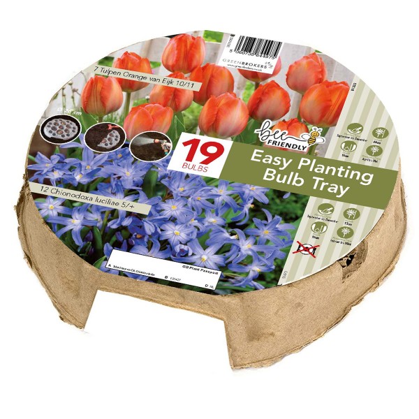 Easy Planting Tray Tulip & Chionodoxa - Orange & Blue (19 Bulbs) Bee Friendly