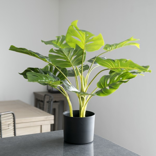 Artificial Tropical Monstera Tree in Black Pot 55cm/22in - GB1292
