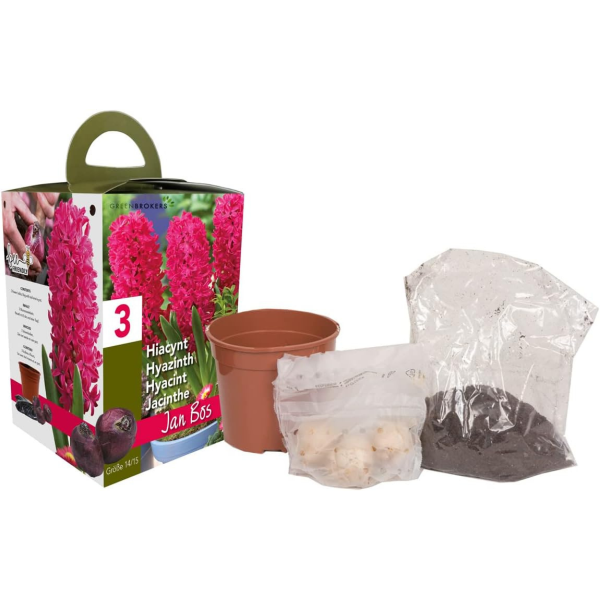 GreenBrokers Pink Hyacinth Gift Box – Jan Bos (3 Bulbs),  Pot & Compost B1380