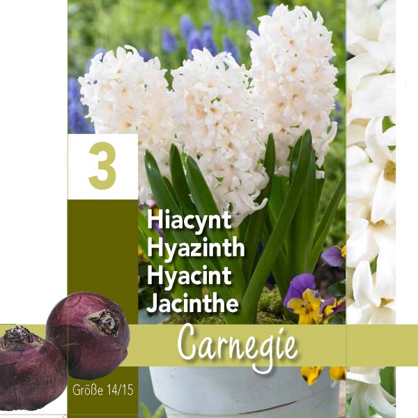 Hyacinth Carnegie Gift Box (3 Bulbs) Bee Friendly
