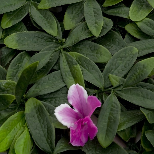 Artificial Green Wall Hedge with Green Leaf Foliage and Purple Flowers Pack of 4 x 50cm/20in - GB1266