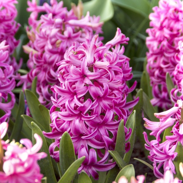 Hyacinth Mega Bag Pink Pearl (10 bulbs) Bee Friendly