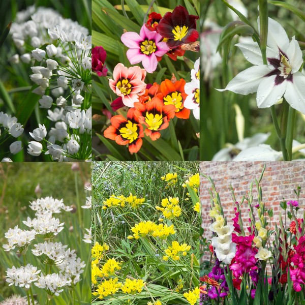 Bee and Butterfly Summer Collection Big Value Pack 6 Flowering Varieties Mixed Colour (101 Bulbs)