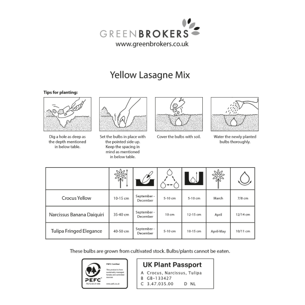 GreenBrokers Yellow Lasagne Bulb Mix – 30 Spring Bulbs, Bee-Friendly B1204