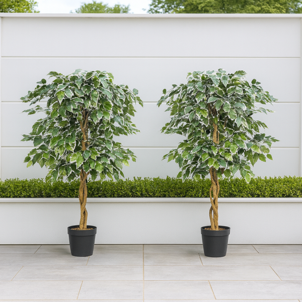 2 x Artificial Variegated Ficus Trees 120cm/4ft - A1155